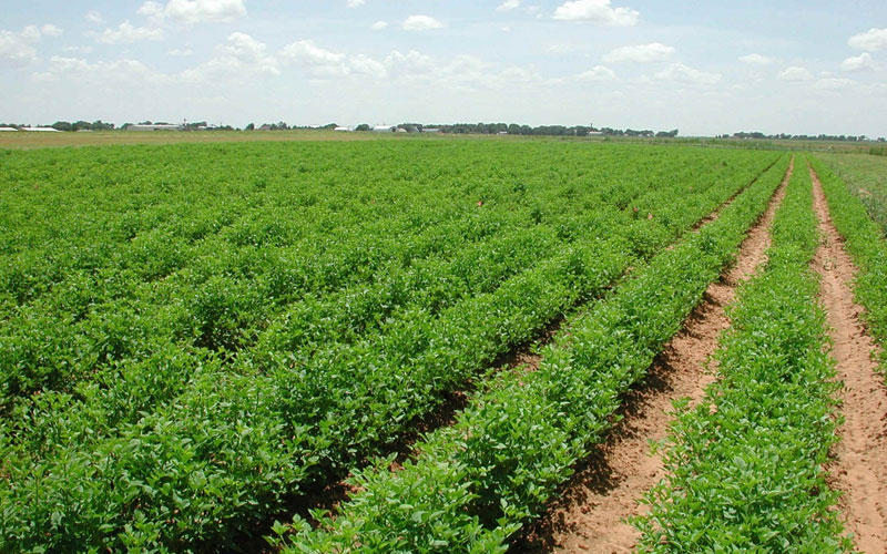 Agricultural Land
